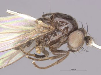 Media type: image;   Entomology 11151 Aspect: habitus lateral view
